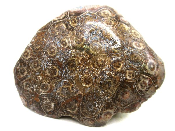 Morocco Carboniferous Actinocyathus Rugose Coral 60 | Fossils for Sale General Carboniferous Age Actinocyathus Rugose Fossils from Morocco for Sale #60