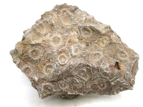 Morocco Carboniferous Actinocyathus Rugose Coral 60a | Fossils for Sale General Carboniferous Age Actinocyathus Rugose Fossils from Morocco for Sale #60a