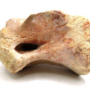 Morocco Cretaceous Age Sigilmassasaurus Dinosaur Vertebra 7 | Fossils for Sale