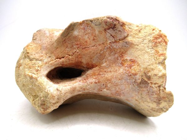 Morocco Cretaceous Age Sigilmassasaurus Dinosaur Vertebra 7 | Fossils for Sale General Cretaceous Age Sigilmassasaurus Dinosaur Vertebra Fossil from Morocco for Sale #7