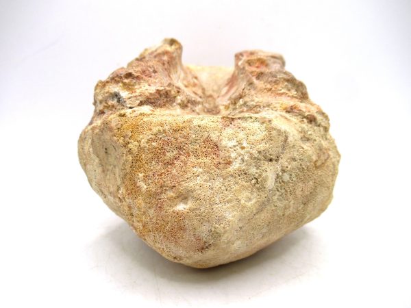 Morocco Cretaceous Age Sigilmassasaurus Dinosaur Vertebra 7a | Fossils for Sale General Cretaceous Age Sigilmassasaurus Dinosaur Vertebra Fossil from Morocco for Sale #7a