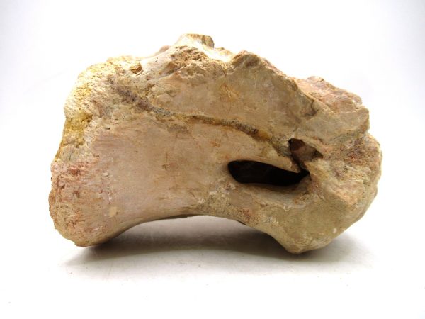 Morocco Cretaceous Age Sigilmassasaurus Dinosaur Vertebra 7b | Fossils for Sale General Cretaceous Age Sigilmassasaurus Dinosaur Vertebra Fossil from Morocco for Sale #7b