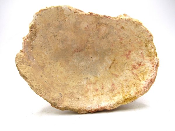 Morocco Cretaceous Age Sigilmassasaurus Dinosaur Vertebra 7c | Fossils for Sale General Cretaceous Age Sigilmassasaurus Dinosaur Vertebra Fossil from Morocco for Sale #7c