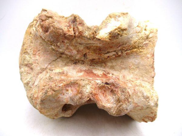 Morocco Cretaceous Age Sigilmassasaurus Dinosaur Vertebra 7d | Fossils for Sale General Cretaceous Age Sigilmassasaurus Dinosaur Vertebra Fossil from Morocco for Sale #7d