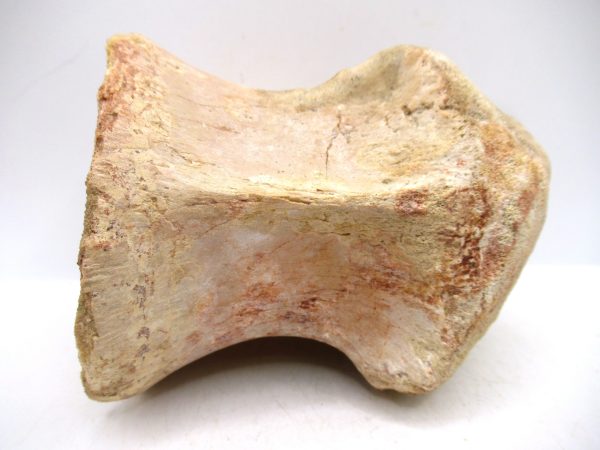 Morocco Cretaceous Age Sigilmassasaurus Dinosaur Vertebra 7e | Fossils for Sale General Cretaceous Age Sigilmassasaurus Dinosaur Vertebra Fossil from Morocco for Sale #7e