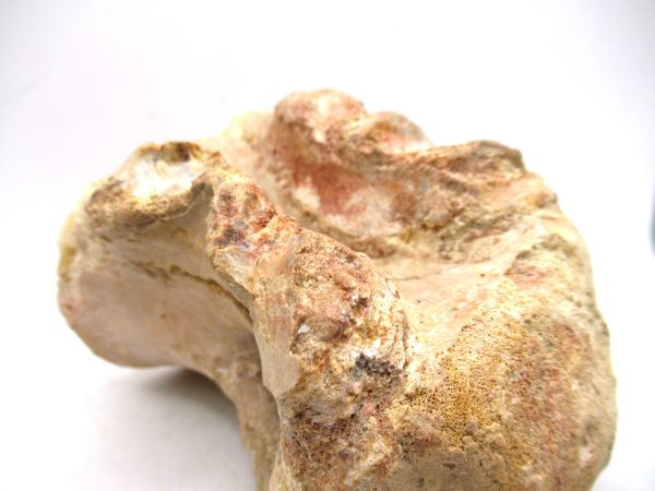 Morocco Cretaceous Age Sigilmassasaurus Dinosaur Vertebra 7f | Fossils for Sale General Cretaceous Age Sigilmassasaurus Dinosaur Vertebra Fossil from Morocco for Sale #7f