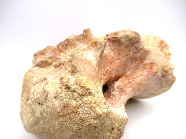 Morocco Cretaceous Age Sigilmassasaurus Dinosaur Vertebra 7g | Fossils for Sale General Cretaceous Age Sigilmassasaurus Dinosaur Vertebra Fossil from Morocco for Sale #7g