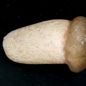 Morocco Cretaceous Igdamanosaurus Mosasaurus Rooted Tooth 1 | Fossils for Sale