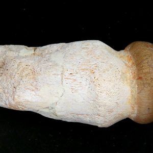Morocco Cretaceous Igdamanosaurus Mosasaurus Rooted Tooth 2 | Fossils for Sale