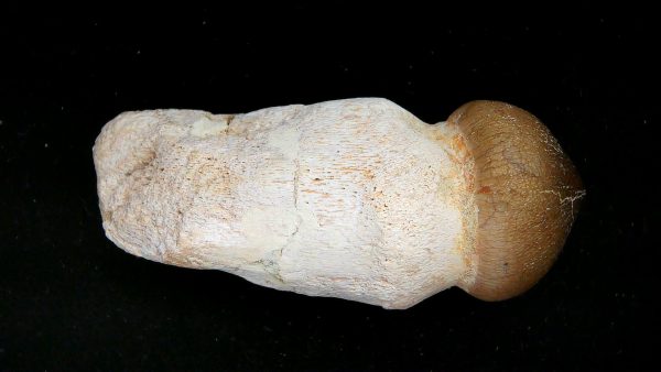 Morocco Cretaceous Igdamanosaurus Mosasaurus Rooted Tooth 2 | Fossils for Sale