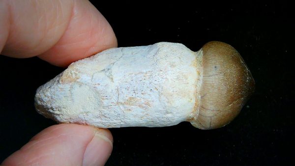 Morocco Cretaceous Igdamanosaurus Mosasaurus Rooted Tooth 2c | Fossils for Sale