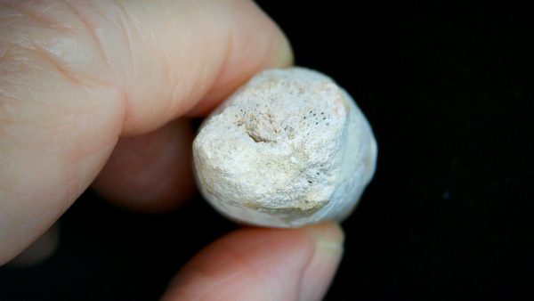 Morocco Cretaceous Igdamanosaurus Mosasaurus Rooted Tooth 2e | Fossils for Sale