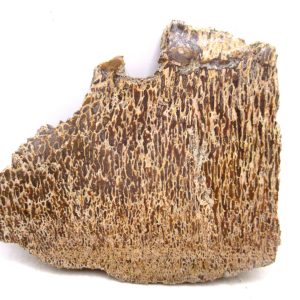 Morocco Cretaceous Polished Dinosaur Bone Slice 110 | Fossils for Sale Genuine Cretaceous Age Polished Dinosaur Bone Slice for Sale from Morocco #110