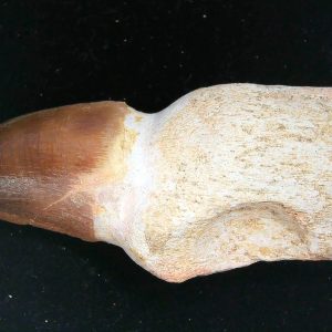 Morocco Cretaceous Prognathodon Anceps Mosasaur Rooted Tooth 24 | Fossils for Sale Genuine Cretaceous Age Prognathodon Anceps Mosasaur Rooted Tooth for Sale from Morocco #24