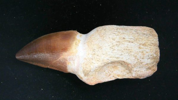 Morocco Cretaceous Prognathodon Anceps Mosasaur Rooted Tooth 24 | Fossils for Sale Genuine Cretaceous Age Prognathodon Anceps Mosasaur Rooted Tooth for Sale from Morocco #24
