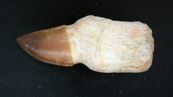 Morocco Cretaceous Prognathodon Anceps Mosasaur Rooted Tooth 24a | Fossils for Sale Genuine Cretaceous Age Prognathodon Anceps Mosasaur Rooted Tooth for Sale from Morocco #24a