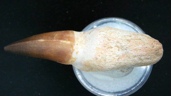 Morocco Cretaceous Prognathodon Anceps Mosasaur Rooted Tooth 24b | Fossils for Sale Genuine Cretaceous Age Prognathodon Anceps Mosasaur Rooted Tooth for Sale from Morocco #24b