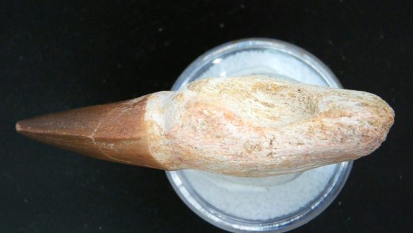 Morocco Cretaceous Prognathodon Anceps Mosasaur Rooted Tooth 24c | Fossils for Sale Genuine Cretaceous Age Prognathodon Anceps Mosasaur Rooted Tooth for Sale from Morocco #24c