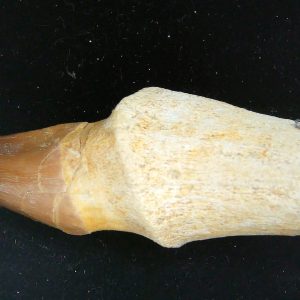 Morocco Cretaceous Prognathodon Anceps Mosasaur Rooted Tooth 25 | Fossils for Sale Genuine Cretaceous Age Prognathodon Anceps Mosasaur Rooted Tooth for Sale from Morocco #25