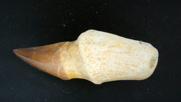 Morocco Cretaceous Prognathodon Anceps Mosasaur Rooted Tooth 25 | Fossils for Sale Genuine Cretaceous Age Prognathodon Anceps Mosasaur Rooted Tooth for Sale from Morocco #25