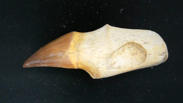 Morocco Cretaceous Prognathodon Anceps Mosasaur Rooted Tooth 25a | Fossils for Sale Genuine Cretaceous Age Prognathodon Anceps Mosasaur Rooted Tooth for Sale from Morocco #25a