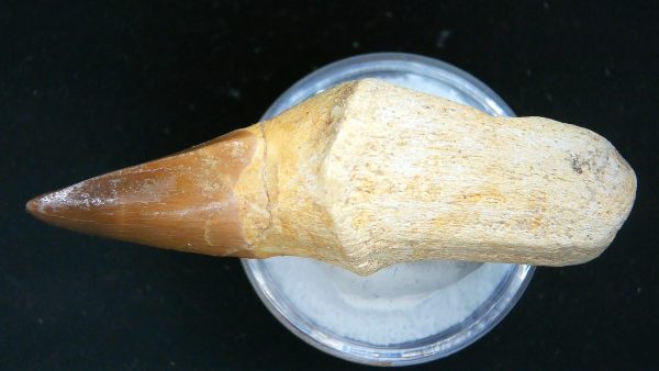 Morocco Cretaceous Prognathodon Anceps Mosasaur Rooted Tooth 25b | Fossils for Sale Genuine Cretaceous Age Prognathodon Anceps Mosasaur Rooted Tooth for Sale from Morocco #25b