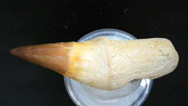 Morocco Cretaceous Prognathodon Anceps Mosasaur Rooted Tooth 25c | Fossils for Sale Genuine Cretaceous Age Prognathodon Anceps Mosasaur Rooted Tooth for Sale from Morocco #25c