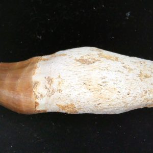 Morocco Cretaceous Prognathodon Anceps Mosasaur Rooted Tooth 26 | Fossils for Sale Genuine Cretaceous Age Prognathodon Anceps Mosasaur Rooted Tooth for Sale from Morocco #26