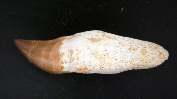 Morocco Cretaceous Prognathodon Anceps Mosasaur Rooted Tooth 26 | Fossils for Sale Genuine Cretaceous Age Prognathodon Anceps Mosasaur Rooted Tooth for Sale from Morocco #26