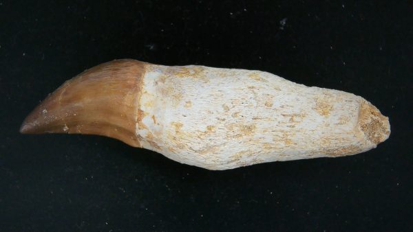 Morocco Cretaceous Prognathodon Anceps Mosasaur Rooted Tooth 26a | Fossils for Sale Genuine Cretaceous Age Prognathodon Anceps Mosasaur Rooted Tooth for Sale from Morocco #26a