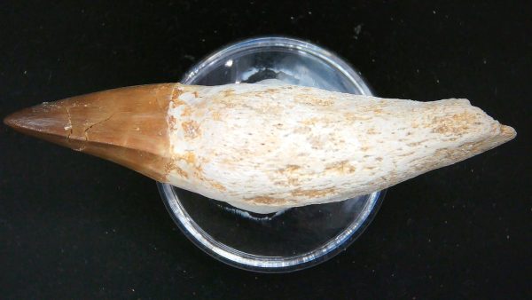 Morocco Cretaceous Prognathodon Anceps Mosasaur Rooted Tooth 26b | Fossils for Sale Genuine Cretaceous Age Prognathodon Anceps Mosasaur Rooted Tooth for Sale from Morocco #26b