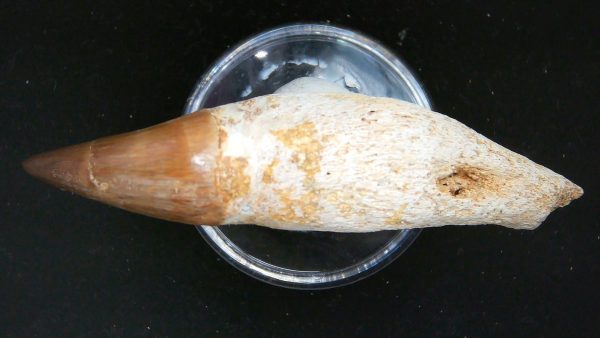 Morocco Cretaceous Prognathodon Anceps Mosasaur Rooted Tooth 26c | Fossils for Sale Genuine Cretaceous Age Prognathodon Anceps Mosasaur Rooted Tooth for Sale from Morocco #26c