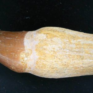 Morocco Cretaceous Prognathodon Anceps Mosasaur Rooted Tooth 27 | Fossils for Sale Genuine Cretaceous Age Prognathodon Anceps Mosasaur Rooted Tooth for Sale from Morocco #27