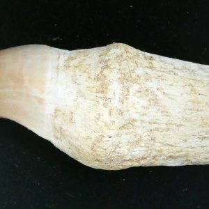 Morocco Cretaceous Prognathodon Anceps Mosasaur Rooted Tooth 28 | Fossils for Sale Genuine Cretaceous Age Prognathodon Anceps Mosasaur Rooted Tooth for Sale from Morocco #28