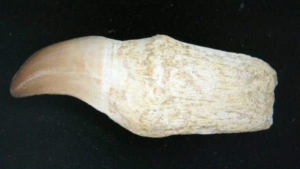 Morocco Cretaceous Prognathodon Anceps Mosasaur Rooted Tooth 28 | Fossils for Sale Genuine Cretaceous Age Prognathodon Anceps Mosasaur Rooted Tooth for Sale from Morocco #28