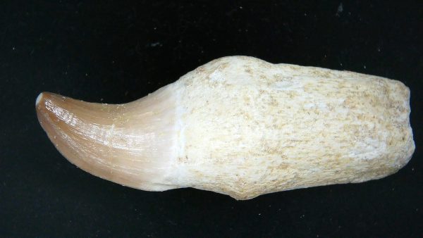 Morocco Cretaceous Prognathodon Anceps Mosasaur Rooted Tooth 28a | Fossils for Sale Genuine Cretaceous Age Prognathodon Anceps Mosasaur Rooted Tooth for Sale from Morocco #28a