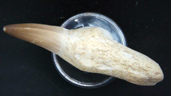 Morocco Cretaceous Prognathodon Anceps Mosasaur Rooted Tooth 28b | Fossils for Sale Genuine Cretaceous Age Prognathodon Anceps Mosasaur Rooted Tooth for Sale from Morocco #28b