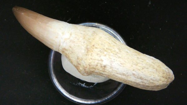 Morocco Cretaceous Prognathodon Anceps Mosasaur Rooted Tooth 28c | Fossils for Sale Genuine Cretaceous Age Prognathodon Anceps Mosasaur Rooted Tooth for Sale from Morocco #28c