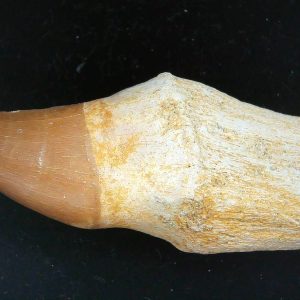 Morocco Cretaceous Prognathodon Anceps Mosasaur Rooted Tooth 29 | Fossils for Sale Genuine Cretaceous Age Prognathodon Anceps Mosasaur Rooted Tooth for Sale from Morocco #29