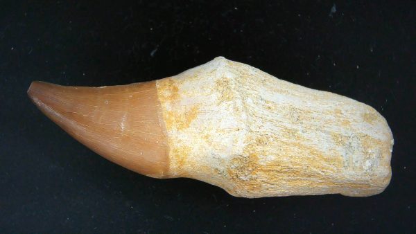 Morocco Cretaceous Prognathodon Anceps Mosasaur Rooted Tooth 29 | Fossils for Sale Genuine Cretaceous Age Prognathodon Anceps Mosasaur Rooted Tooth for Sale from Morocco #29