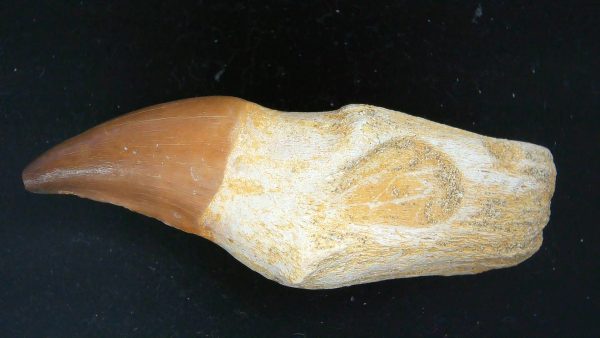 Morocco Cretaceous Prognathodon Anceps Mosasaur Rooted Tooth 29a | Fossils for Sale Genuine Cretaceous Age Prognathodon Anceps Mosasaur Rooted Tooth for Sale from Morocco #29a