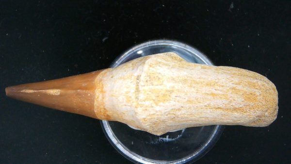 Morocco Cretaceous Prognathodon Anceps Mosasaur Rooted Tooth 29b | Fossils for Sale Genuine Cretaceous Age Prognathodon Anceps Mosasaur Rooted Tooth for Sale from Morocco #29b