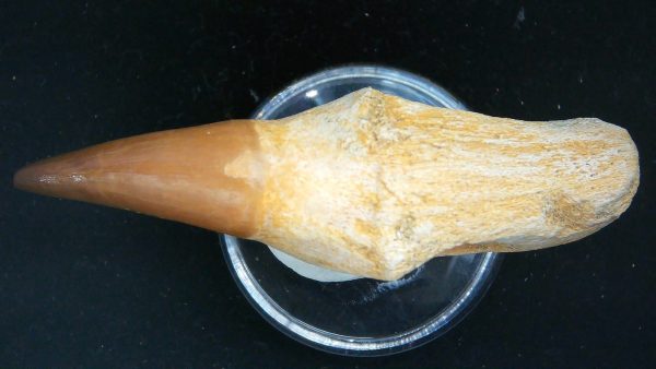 Morocco Cretaceous Prognathodon Anceps Mosasaur Rooted Tooth 29c | Fossils for Sale Genuine Cretaceous Age Prognathodon Anceps Mosasaur Rooted Tooth for Sale from Morocco #29c