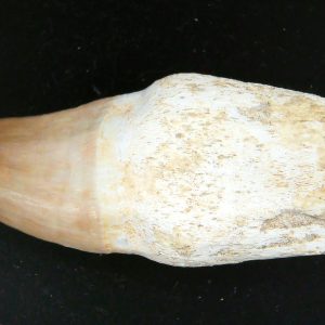 Morocco Cretaceous Prognathodon Anceps Mosasaur Rooted Tooth 30 | Fossils for Sale Genuine Cretaceous Age Prognathodon Anceps Mosasaur Rooted Tooth for Sale from Morocco #30