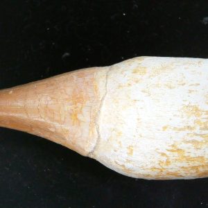 Morocco Cretaceous Prognathodon Anceps Mosasaur Rooted Tooth 31 | Fossils for Sale Genuine Cretaceous Age Prognathodon Anceps Mosasaur Rooted Tooth for Sale from Morocco #31