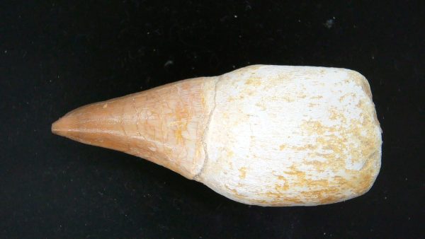 Morocco Cretaceous Prognathodon Anceps Mosasaur Rooted Tooth 31 | Fossils for Sale Genuine Cretaceous Age Prognathodon Anceps Mosasaur Rooted Tooth for Sale from Morocco #31