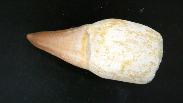Morocco Cretaceous Prognathodon Anceps Mosasaur Rooted Tooth 31a | Fossils for Sale Genuine Cretaceous Age Prognathodon Anceps Mosasaur Rooted Tooth for Sale from Morocco #31a