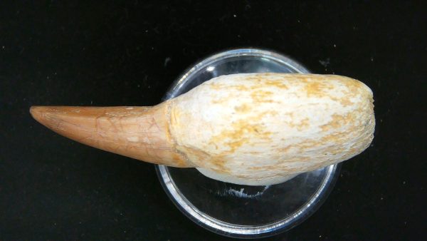 Morocco Cretaceous Prognathodon Anceps Mosasaur Rooted Tooth 31b | Fossils for Sale Genuine Cretaceous Age Prognathodon Anceps Mosasaur Rooted Tooth for Sale from Morocco #31b