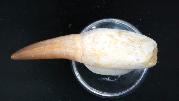 Morocco Cretaceous Prognathodon Anceps Mosasaur Rooted Tooth 31c | Fossils for Sale Genuine Cretaceous Age Prognathodon Anceps Mosasaur Rooted Tooth for Sale from Morocco #31c