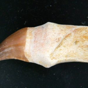 Morocco Cretaceous Prognathodon Anceps Mosasaur Rooted Tooth 32 | Fossils for Sale Genuine Cretaceous Age Prognathodon Anceps Mosasaur Rooted Tooth for Sale from Morocco #32